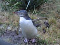 Albums/20060200-New Zealand 2006/20060314-Dunedin/65